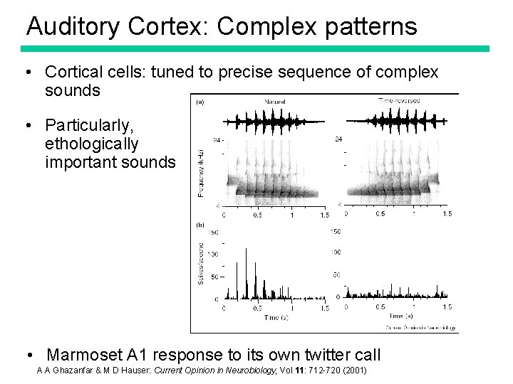 Auditory Cortex: Complex patterns • Cortical cells: tuned to precise sequence of complex sounds