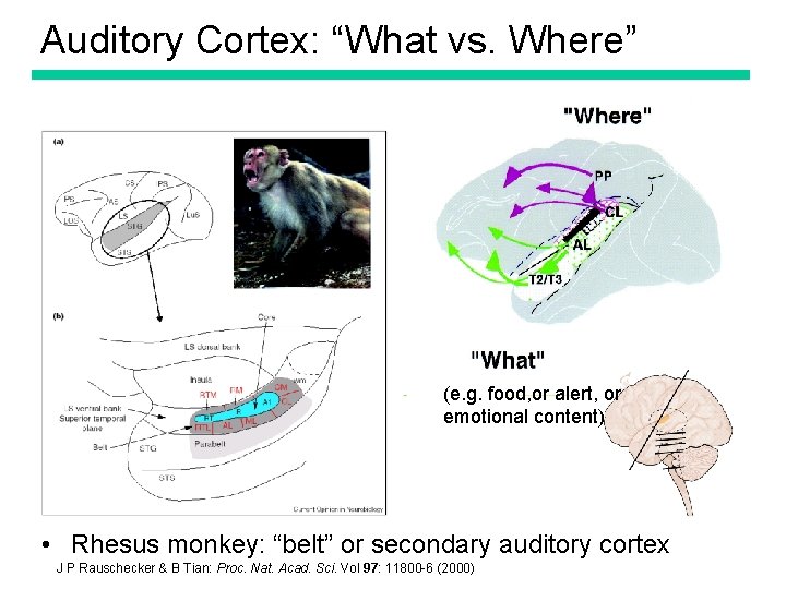 Auditory Cortex: “What vs. Where” (e. g. food, or alert, or emotional content) •