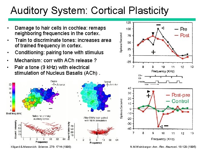 Auditory System: Cortical Plasticity • • • Damage to hair cells in cochlea: remaps