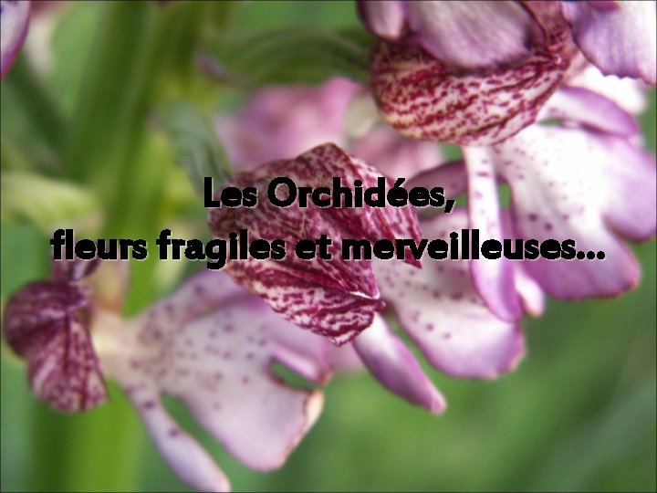 Les Orchidées, fleurs fragiles et merveilleuses… Les Orchidées, fleurs fragiles et merveilleuses…