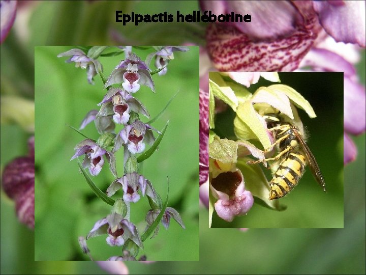 Epipactis helléborine Epipactis helléborine
