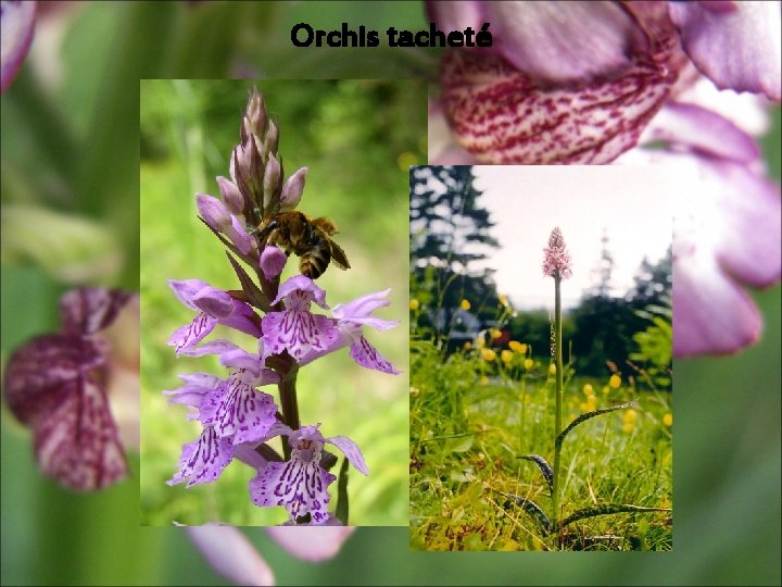 Orchis tacheté Orchis tacheté