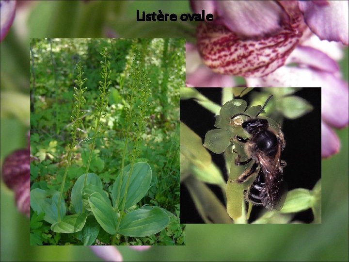 Listère ovale Listère ovale