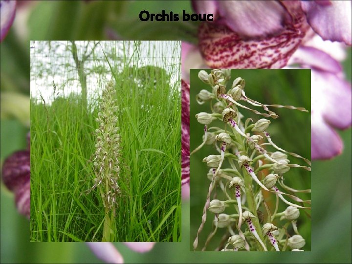 Orchis bouc Orchis bouc