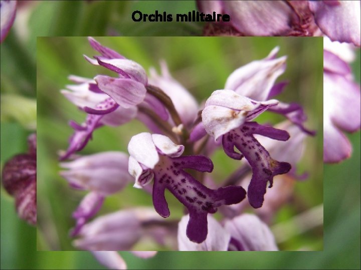 Orchis militaire Orchis militaire