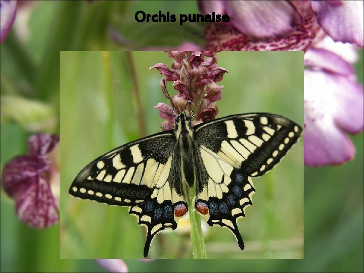 Orchis punaise Orchis punaise