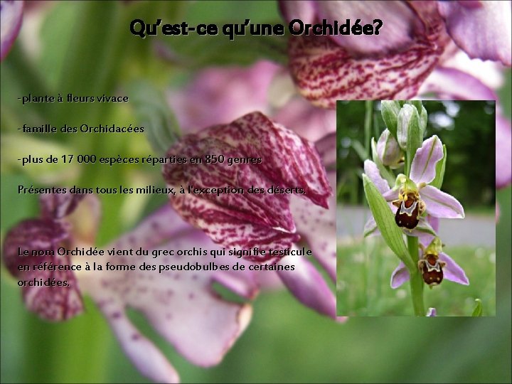 Qu’est-ce qu’une Orchidée? -plante à fleurs vivace -famille des Orchidacées -plus de 17 000 Qu’est-ce qu’une Orchidée? -plante à fleurs vivace -famille des Orchidacées -plus de 17 000