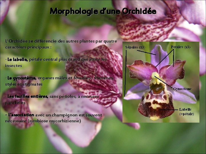 Morphologie d’une Orchidée L’Orchidée se différencie des autres plantes par quatre caractères principaux : Morphologie d’une Orchidée L’Orchidée se différencie des autres plantes par quatre caractères principaux :