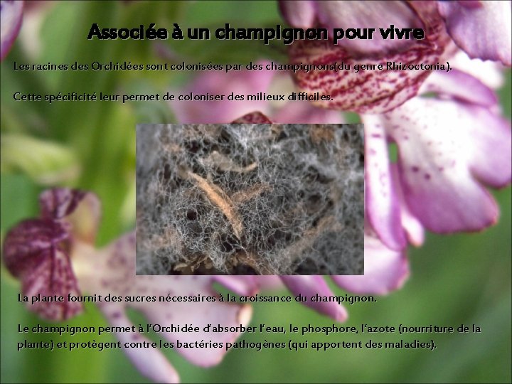 Associée à un champignon pour vivre Les racines des Orchidées sont colonisées par des Associée à un champignon pour vivre Les racines des Orchidées sont colonisées par des