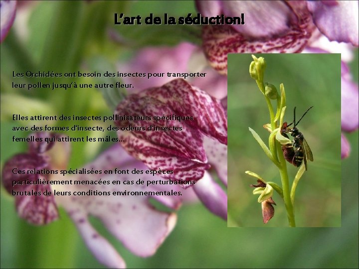 L’art de la séduction! Les Orchidées ont besoin des insectes pour transporter leur pollen L’art de la séduction! Les Orchidées ont besoin des insectes pour transporter leur pollen
