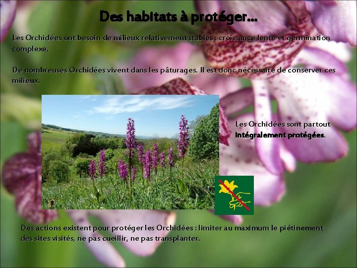 Des habitats à protéger… Les Orchidées ont besoin de milieux relativement stables : croissance Des habitats à protéger… Les Orchidées ont besoin de milieux relativement stables : croissance