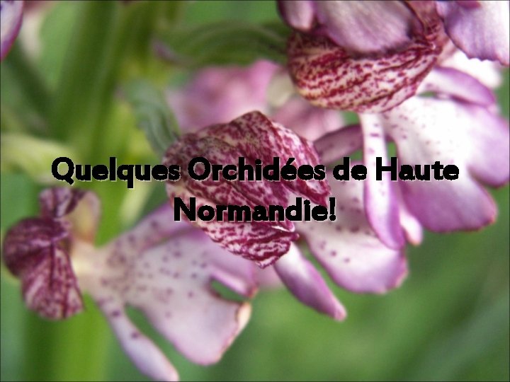 Quelques Orchidées de Haute Normandie! Quelques Orchidées de Haute Normandie!