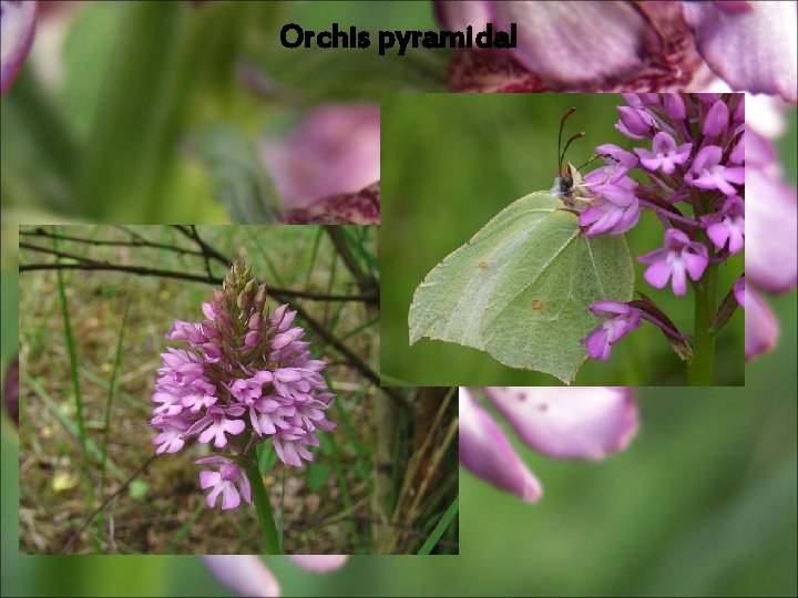 Orchis pyramidal Orchis pyramidal