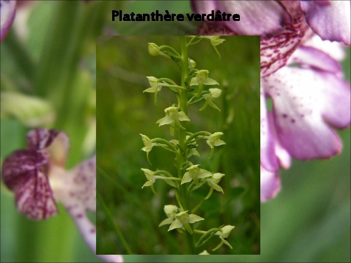 Platanthère verdâtre Platanthère verdâtre