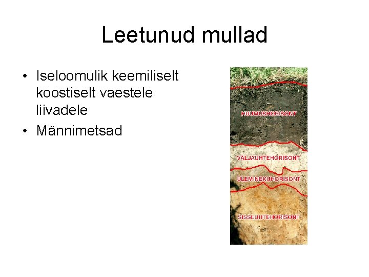 Leetunud mullad • Iseloomulik keemiliselt koostiselt vaestele liivadele • Männimetsad 