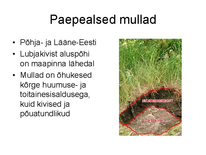 Paepealsed mullad • Põhja- ja Lääne-Eesti • Lubjakivist aluspõhi on maapinna lähedal • Mullad