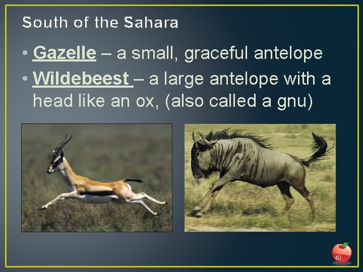 South of the Sahara • Gazelle – a small, graceful antelope • Wildebeest –