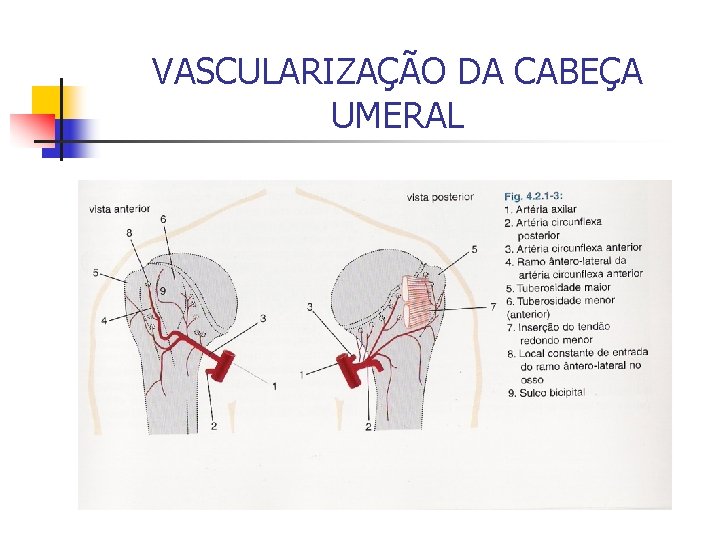 VASCULARIZAÇÃO DA CABEÇA UMERAL 