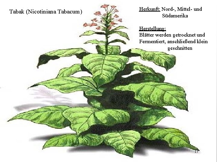 Herkunft: Nord-, Mittel- und Südamerika Tabak (Nicotiniana Tabacum) Tabak Herstellung: Blätter werden getrocknet und Herkunft: Nord-, Mittel- und Südamerika Tabak (Nicotiniana Tabacum) Tabak Herstellung: Blätter werden getrocknet und