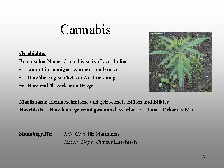 Cannabis Geschichte: Botanischer Name: Cannabis sativa L. var. Indica • kommt in sonnigen, warmen Cannabis Geschichte: Botanischer Name: Cannabis sativa L. var. Indica • kommt in sonnigen, warmen