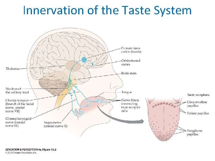 Innervation of the Taste System 