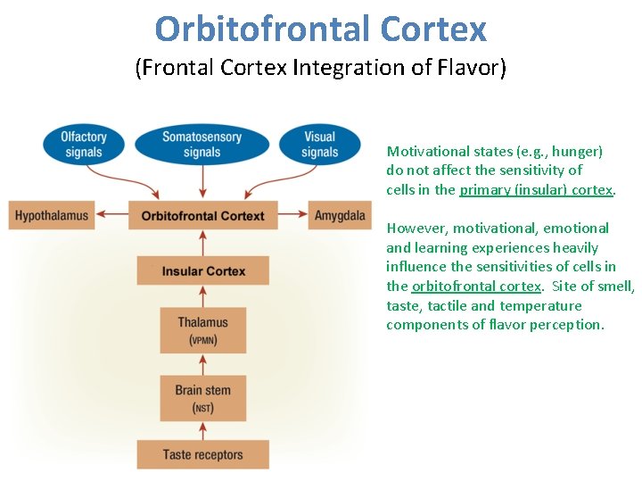Orbitofrontal Cortex (Frontal Cortex Integration of Flavor) Motivational states (e. g. , hunger) do