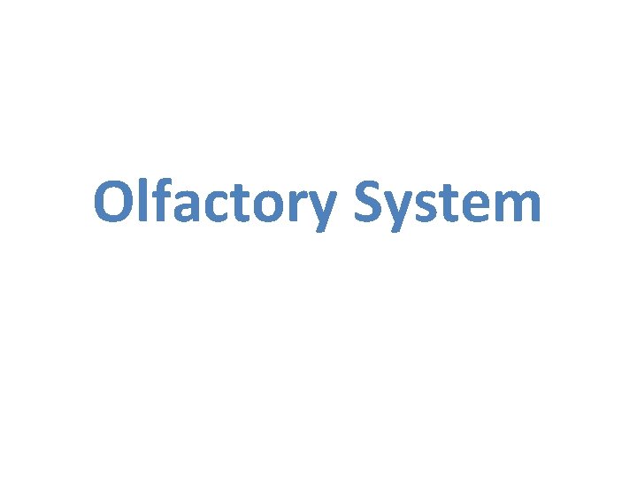 Olfactory System 
