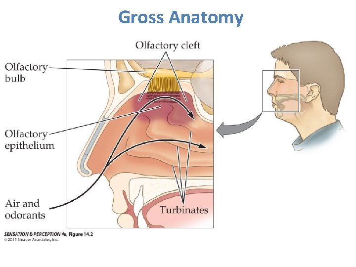 Gross Anatomy 