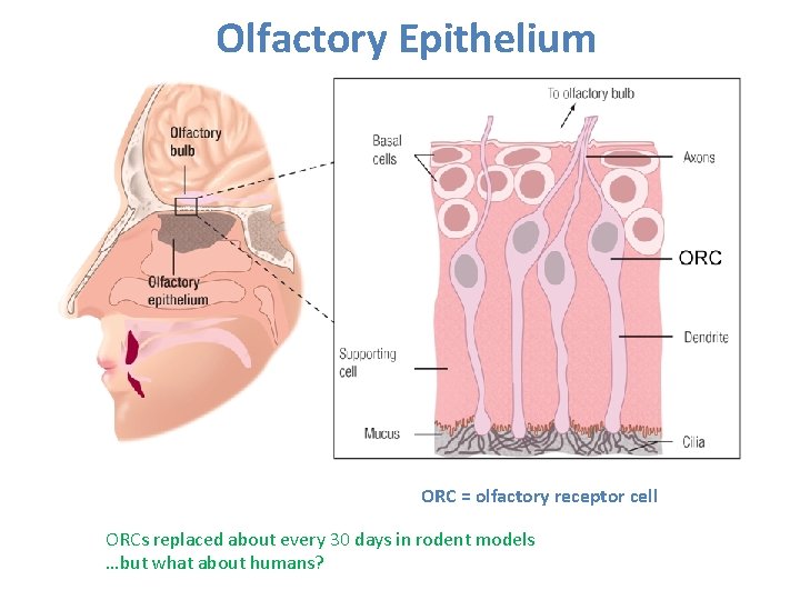 Olfactory Epithelium ORC = olfactory receptor cell ORCs replaced about every 30 days in