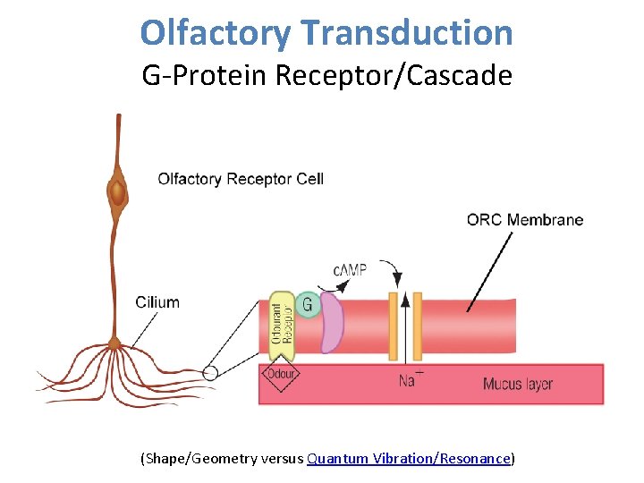 Olfactory Transduction G-Protein Receptor/Cascade (Shape/Geometry versus Quantum Vibration/Resonance) 