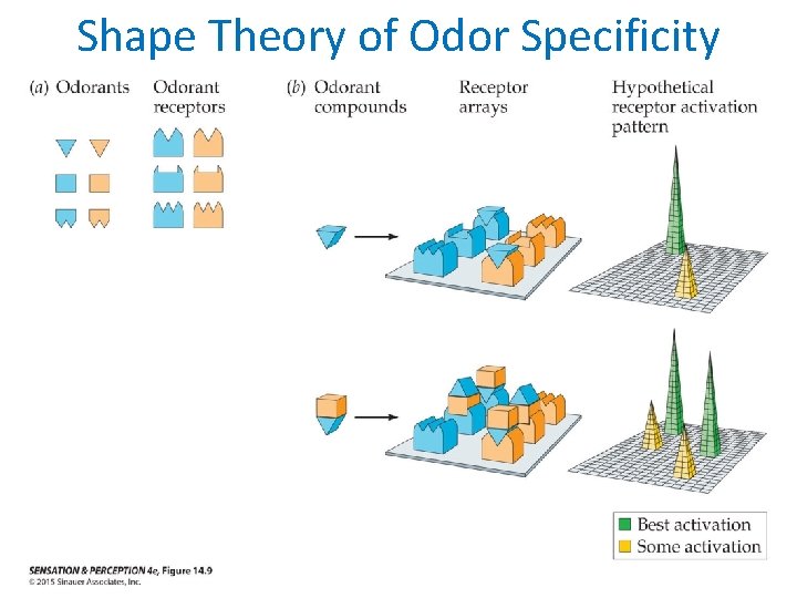 Shape Theory of Odor Specificity 