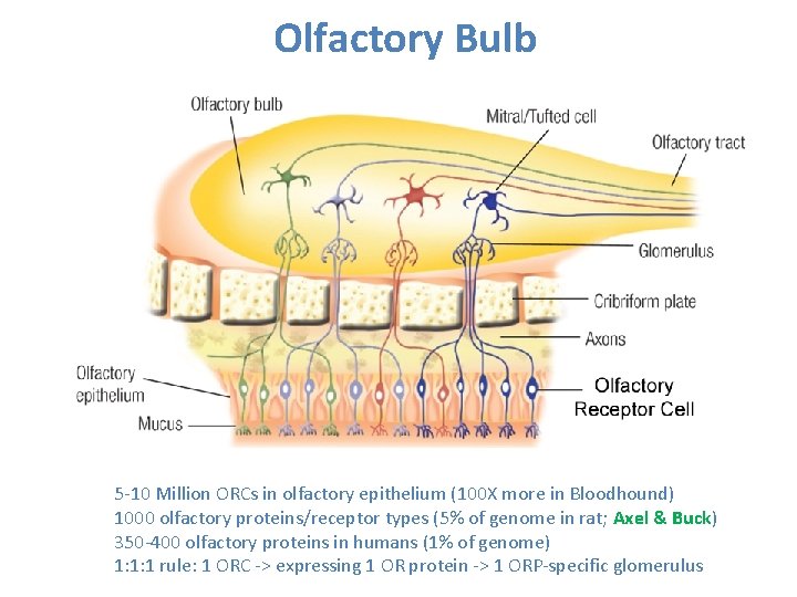 Olfactory Bulb 5 -10 Million ORCs in olfactory epithelium (100 X more in Bloodhound)