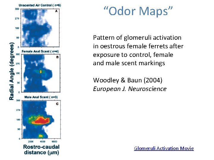 “Odor Maps” Pattern of glomeruli activation in oestrous female ferrets after exposure to control,