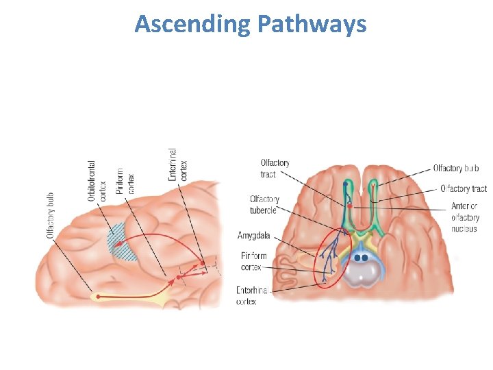 Ascending Pathways 