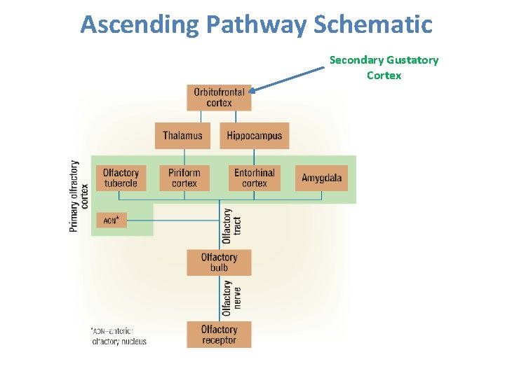 Ascending Pathway Schematic Secondary Gustatory Cortex 