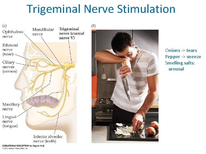 Trigeminal Nerve Stimulation Onions -> tears Pepper -> sneeze Smelling salts: arousal 