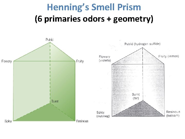Henning’s Smell Prism (6 primaries odors + geometry) 