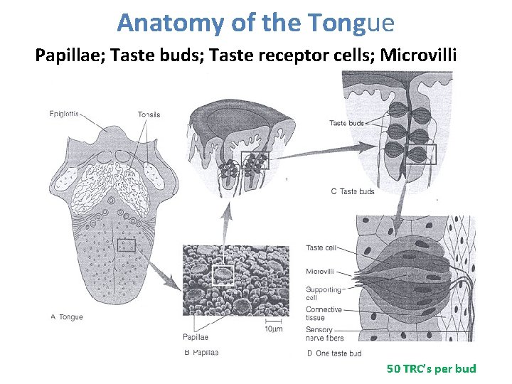 Anatomy of the Tongue Papillae; Taste buds; Taste receptor cells; Microvilli 50 TRC’s per