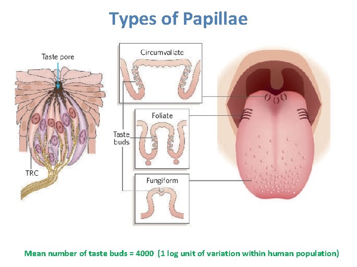 Types of Papillae Mean number of taste buds = 4000 (1 log unit of