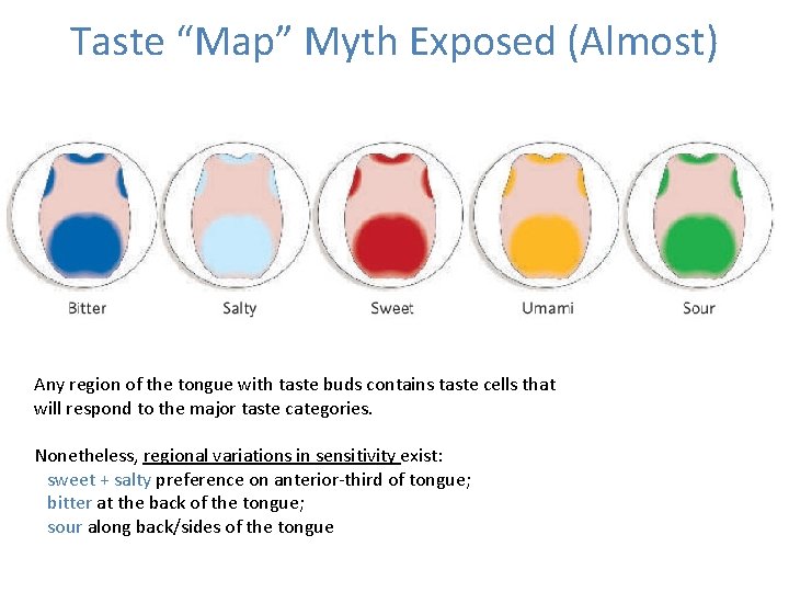 Taste “Map” Myth Exposed (Almost) Any region of the tongue with taste buds contains