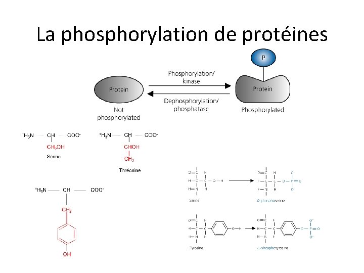 La phosphorylation de protéines 