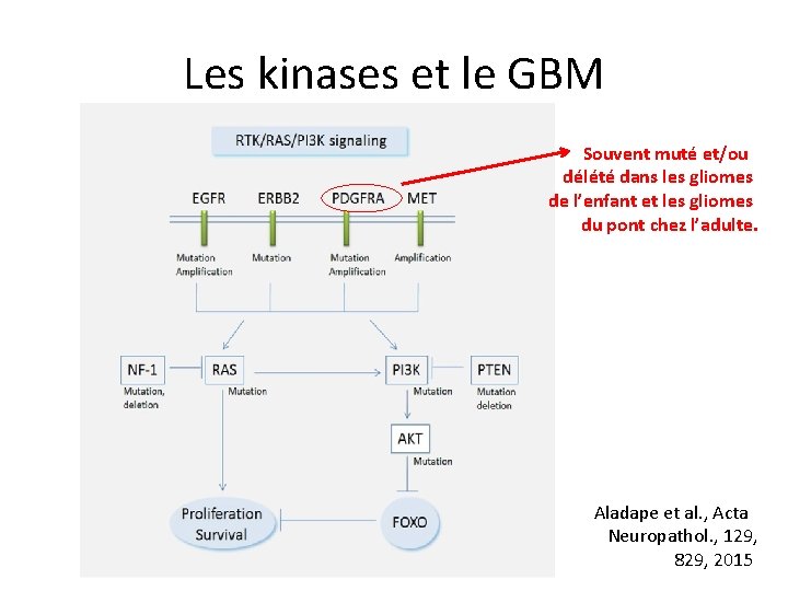 Les kinases et le GBM Souvent muté et/ou délété dans les gliomes de l’enfant