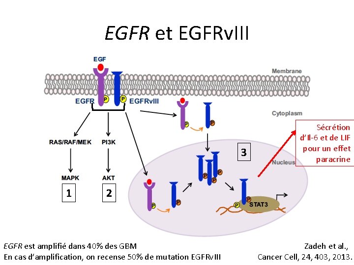 EGFR et EGFRv. III 3 1 Sécrétion d’Il-6 et de LIF pour un effet