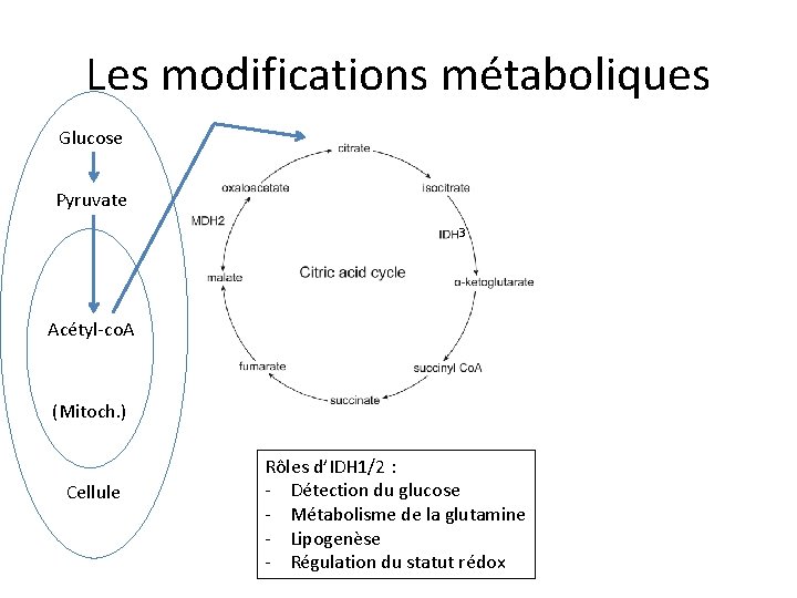 Les modifications métaboliques Glucose Pyruvate 3 Acétyl-co. A (Mitoch. ) Cellule Rôles d’IDH 1/2