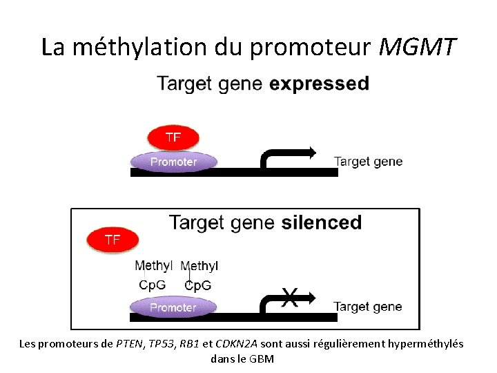 La méthylation du promoteur MGMT Les promoteurs de PTEN, TP 53, RB 1 et