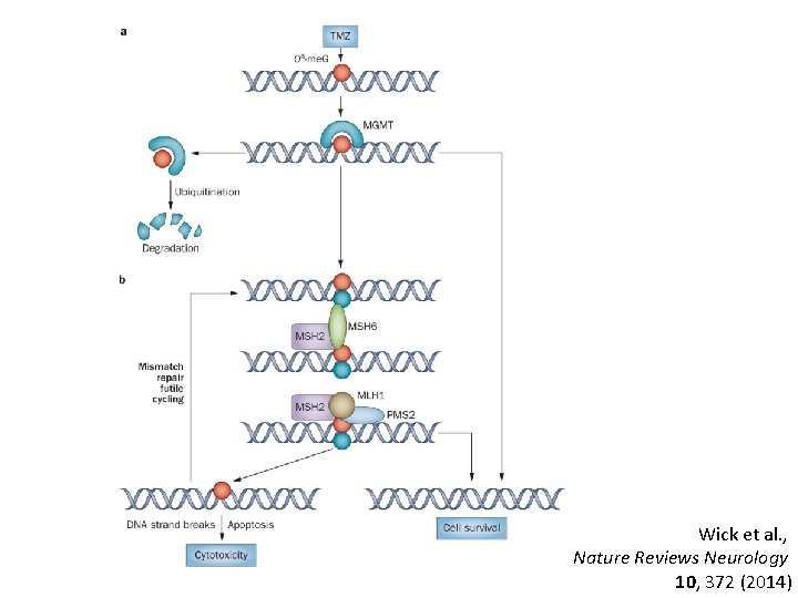 Wick et al. , Nature Reviews Neurology 10, 372 (2014) 