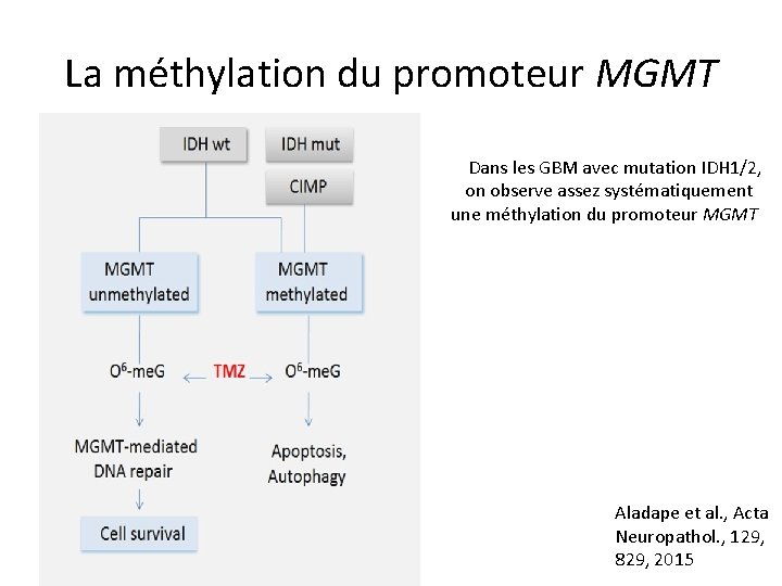 La méthylation du promoteur MGMT Dans les GBM avec mutation IDH 1/2, on observe