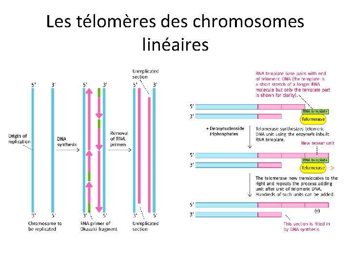 Les télomères des chromosomes linéaires 