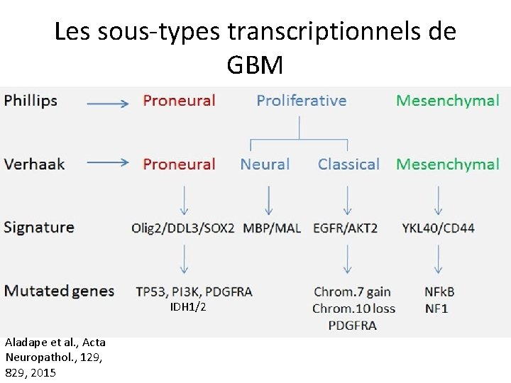 Les sous-types transcriptionnels de GBM IDH 1/2 Aladape et al. , Acta Neuropathol. ,