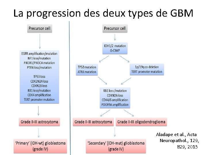 La progression des deux types de GBM Aladape et al. , Acta Neuropathol. ,